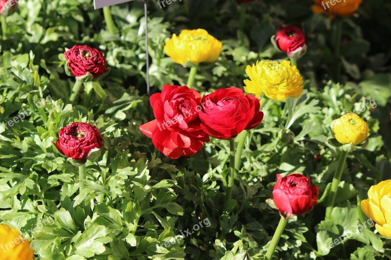 Flowers Colorful Flowers Red Yellow Plant