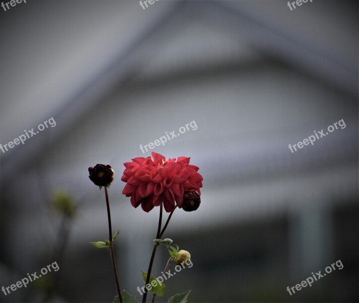 Flower Red Plant Blur Free Photos