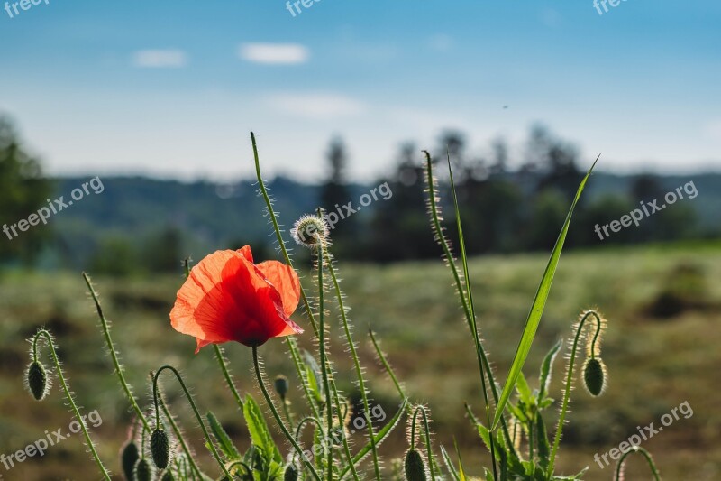 Poppy Field Landscape Red Nature