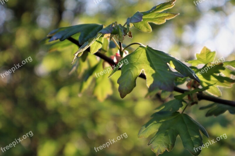 Nature Branch Leaves Spring Leaf