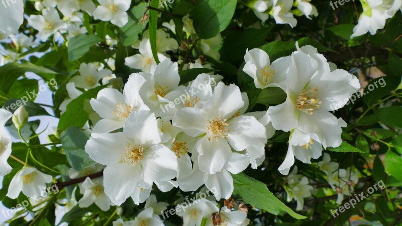 Jasmine Flowers Spring Garden Nature