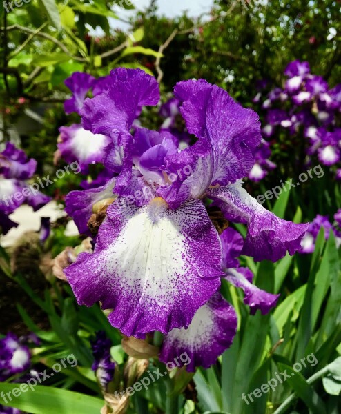 Iris Flower Purple Purple And White Spring