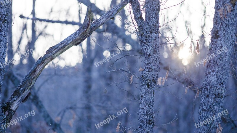 Trees Snow Winter Forest Frozen