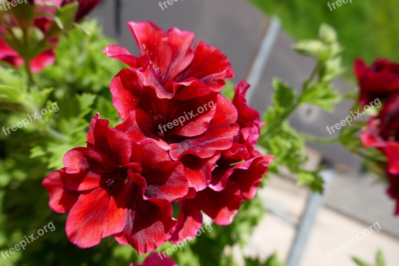 Red Flower Geranium Geranium Red Red Geranium Free Photos