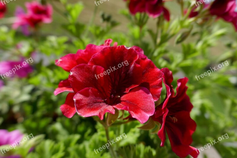 Geranium Red Flowers Green Garden