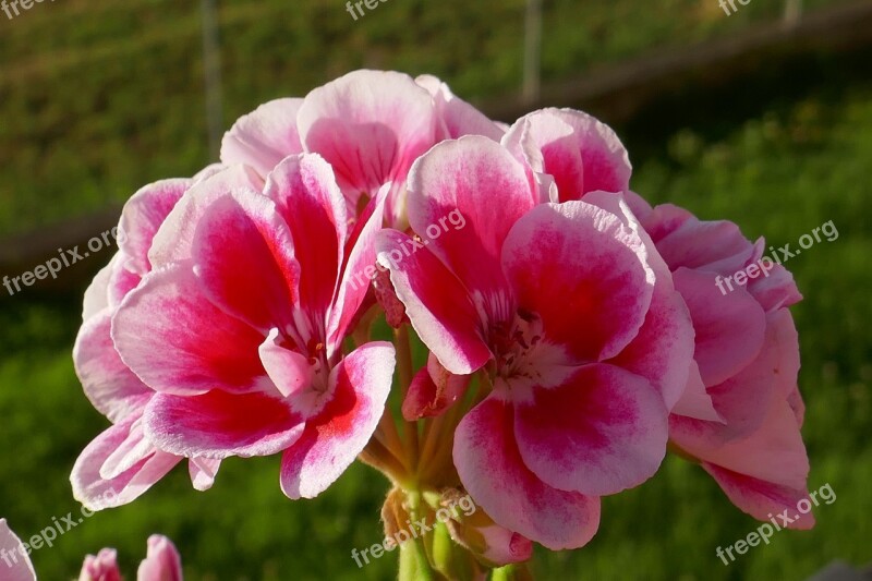 Geranium Geranium Pink Flowers Flower Pink Geranium