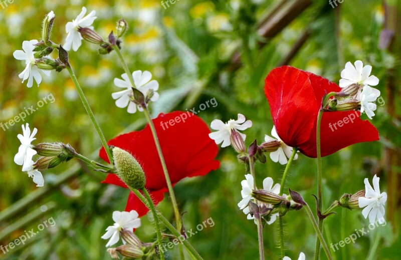 Nature Meadow Flowers Poppy Poppies