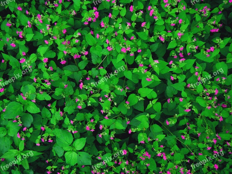 Flowers Wallpaper Flowers Green Spring Nature