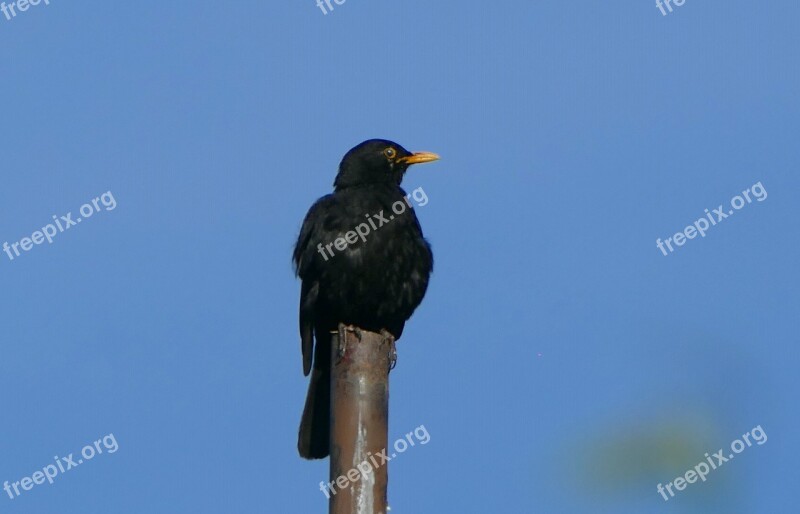 Blackbird Nature Close Up Bird Free Photos