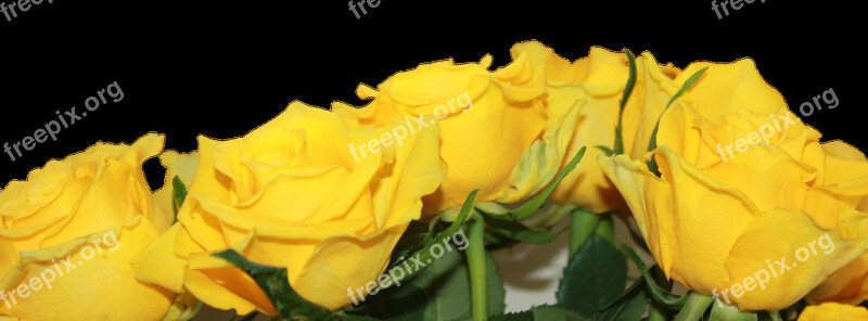 Roses Yellow Flower Bunch Bloom