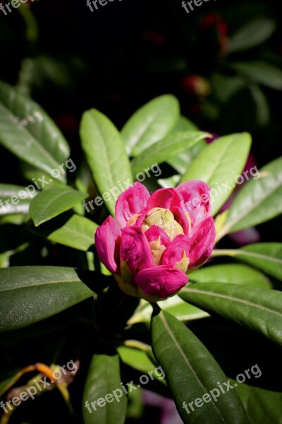 Rhododendron Azalea Flower Pink Free Photos