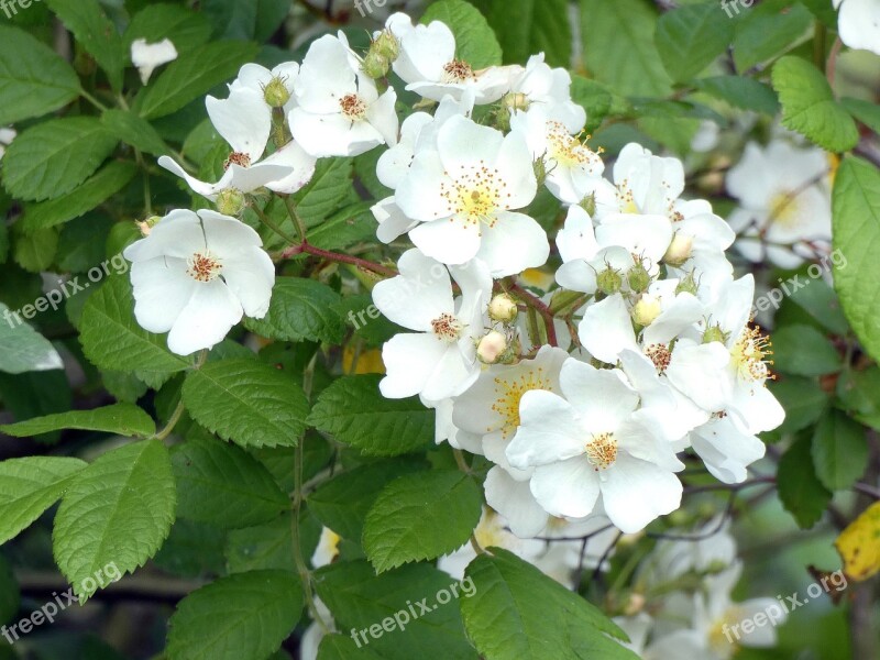 Patch Of Brambles White Flowers Blackberries Fruit Berries