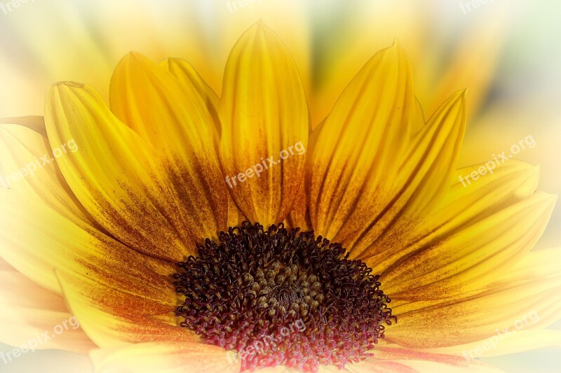 Helianthus Sunflower Flower Blossom Bloom