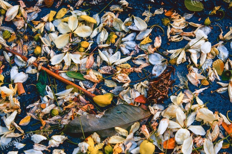 Petals Fallen Leaves Flower Nature