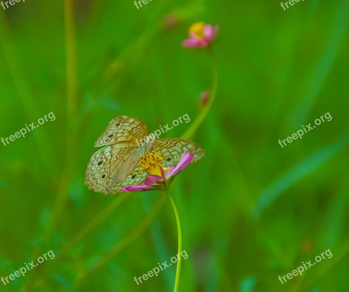 Butterfly Flower Green Wildlife Nature