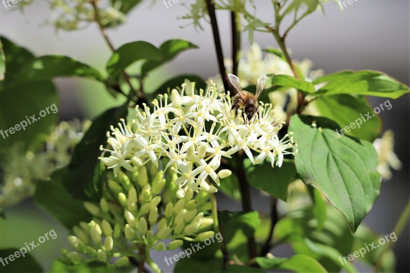 Nature Blossom Bloom White Bee