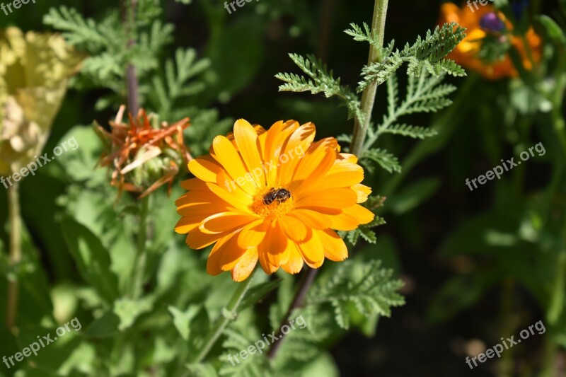 Flower Bee Insect Blossom Bloom