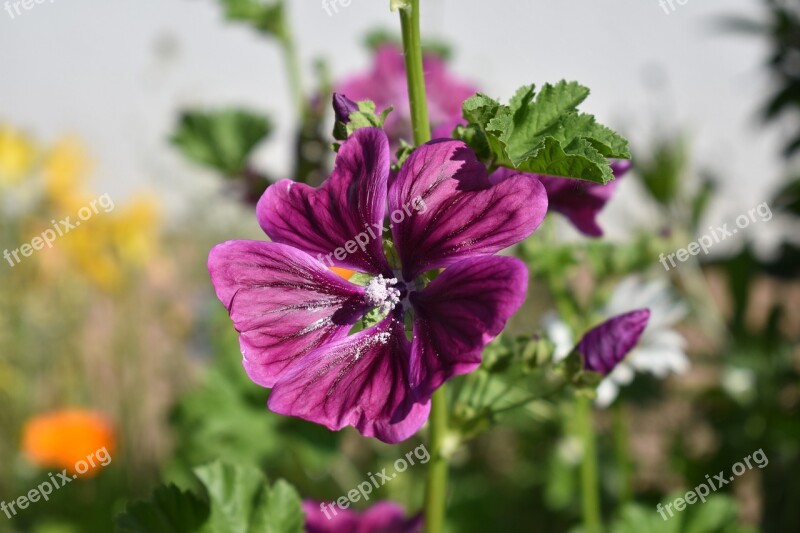 Flower Meadow Close Up Nature Blossom