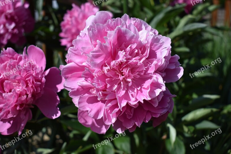 Peony Flower Close Up Pink Nature