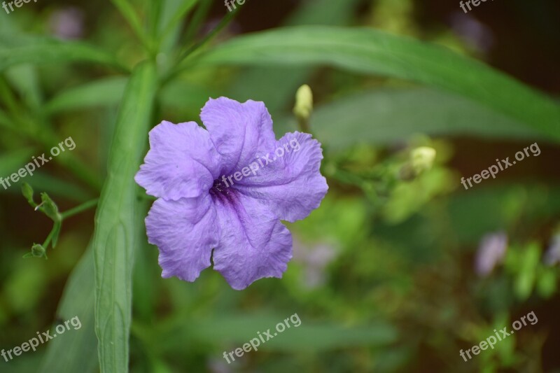 Flower Neuter Beauty Lavender Purple Color Green