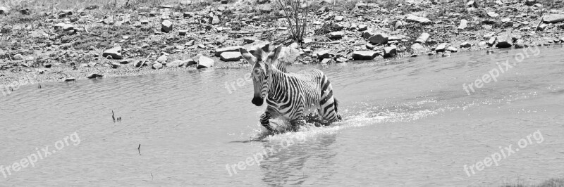 Hartmann's Zebra Mountain Zebra Zebra Baby Baby