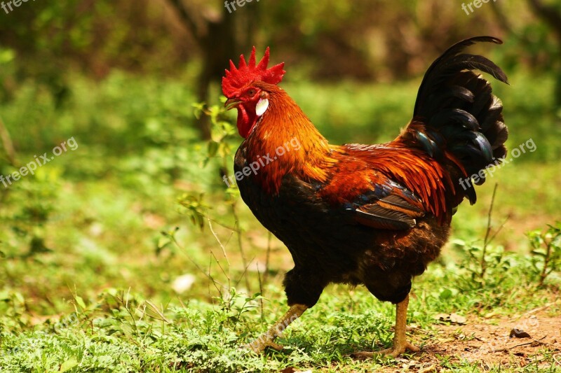 Rooster Bird Poultry Livestock Feather