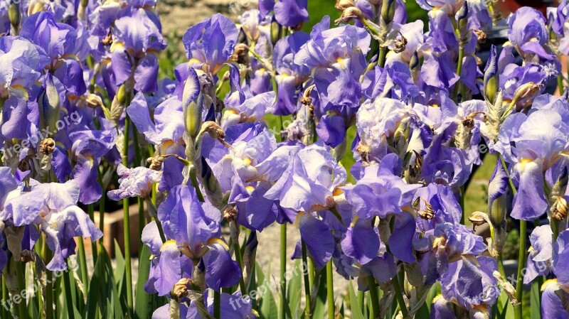 Iris Blue Blossom Bloom Flower