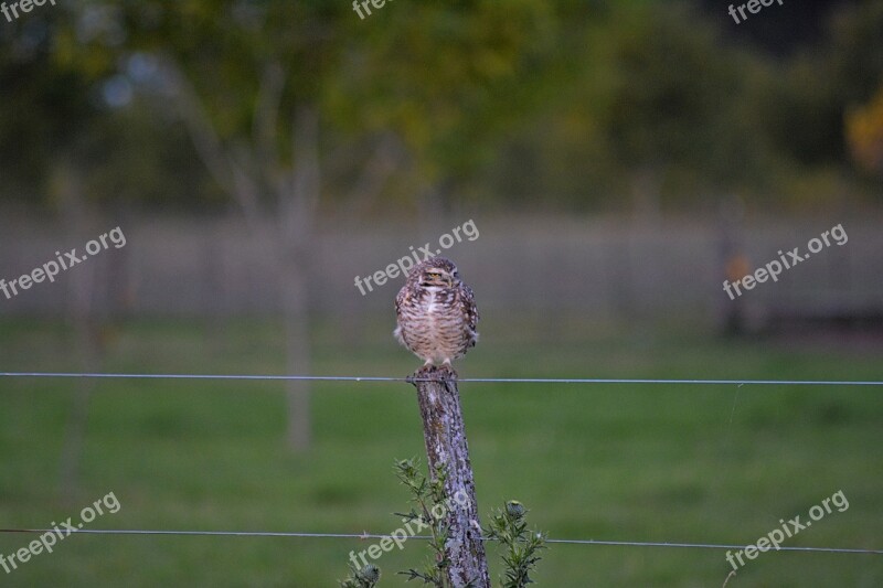 Owl Ave Nature Animals Plumage