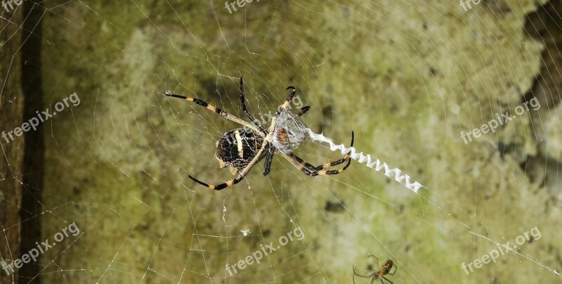 Insect Nature Arachnid Spider Colombia