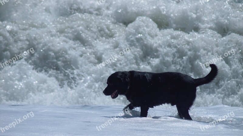 Dog Sea Wave Water Beach