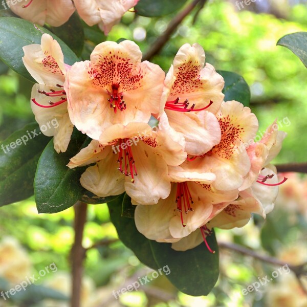 Rhododendron Flower Flowers Nature Garden