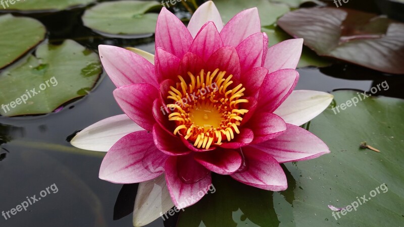 Water Lily Pond Water Plant Bloom Flower