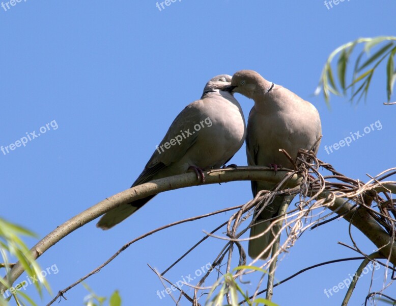 Pigeons Couple Love Birds Pair