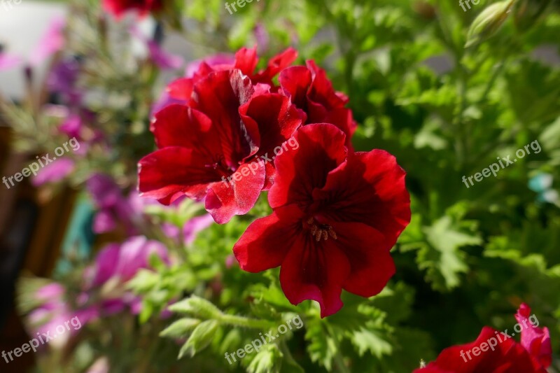 Geranium Red Flowers Green Garden