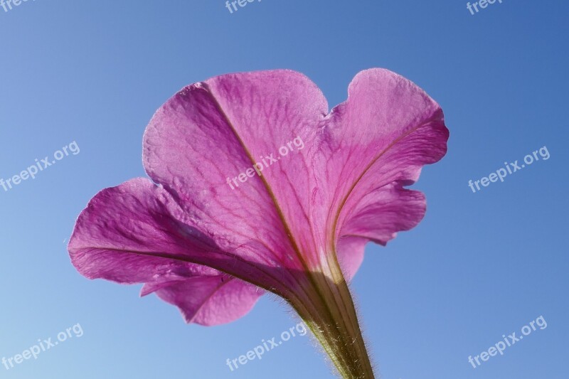 Petunia Sky Blue Flower Blue Sky