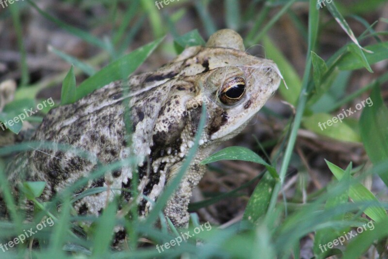 Frog Green Animal Cute Pond