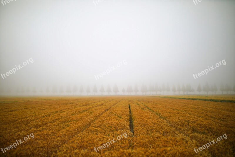 Landscape Barley Field Nature Agriculture Republic Of Korea