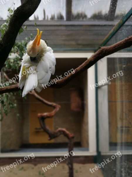 Cockatoo Bird Branch Animal Bill