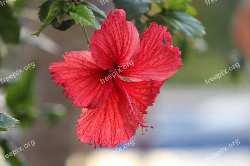 Flower Red Nature Beauty Hibiscus