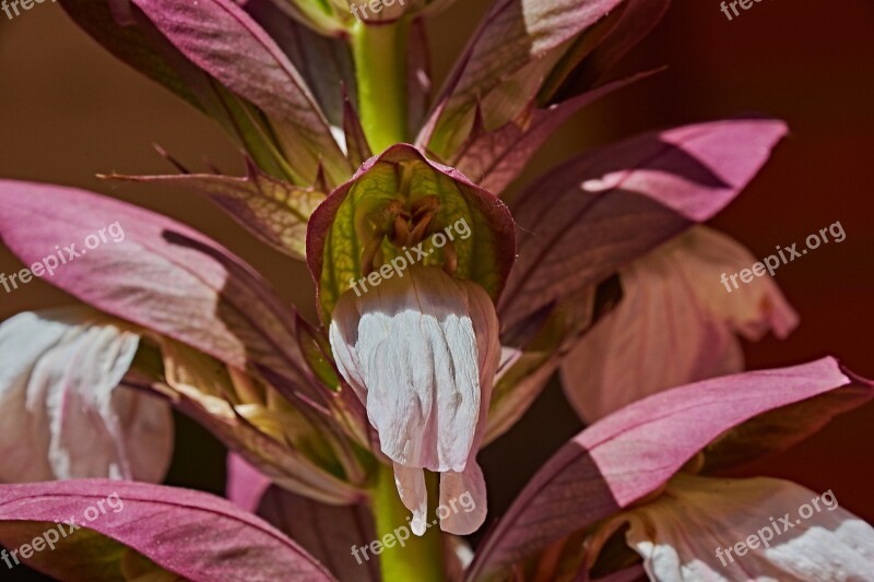 Flower Garden Spring Flora Petals