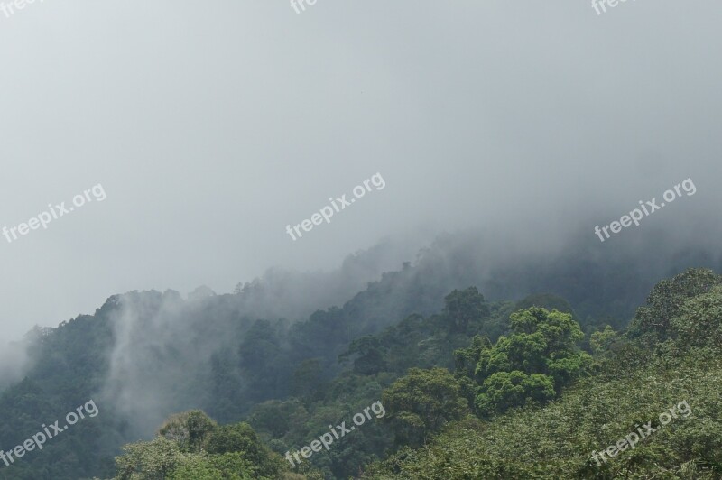 Mountains The Forests Nature Tree Travel