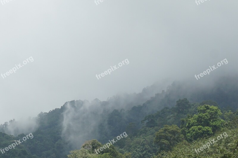 Mountains The Forests Nature Tree Travel