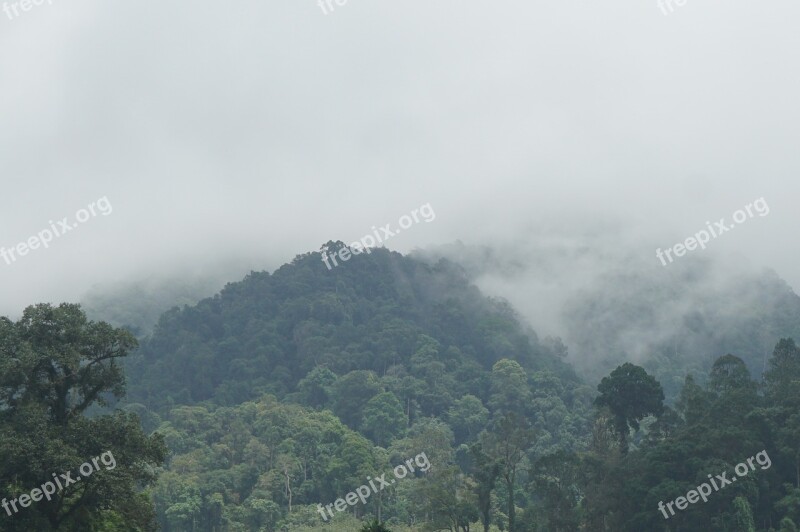 Mountains The Forests Nature Tree Travel