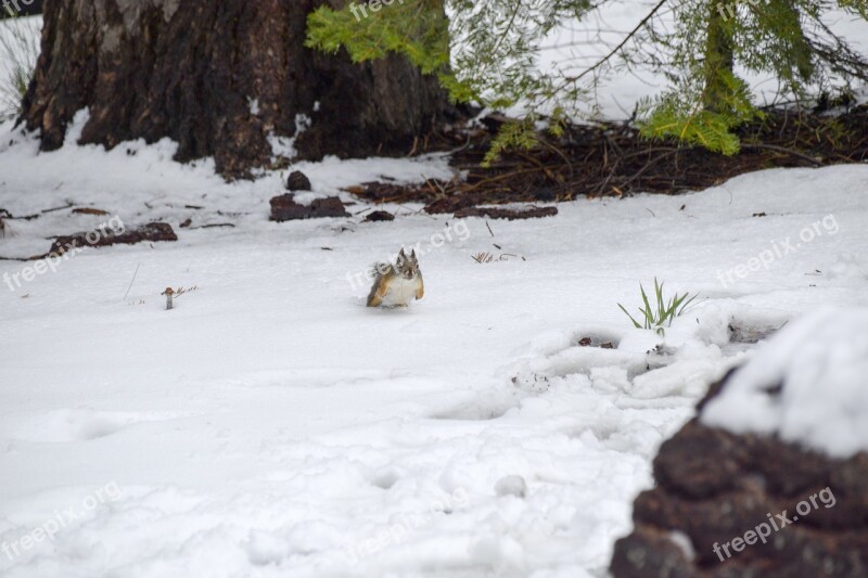 Snow Squirrel Animal Cute Free Photos