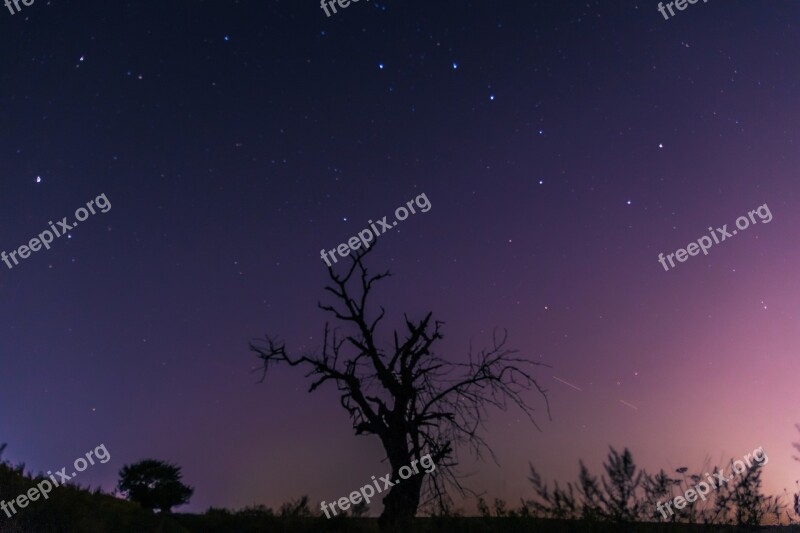 Night Sky Celebrities Lone Tree Milky Way