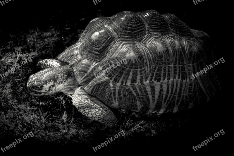 Giant Tortoise Gad Shell Black And White Nature