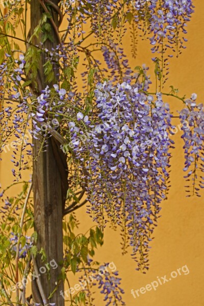 Blue Rain Creeper Garden Spring Nature