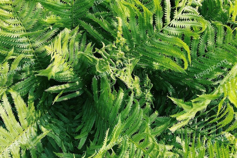 Ferns Green Nature Plant Leaf