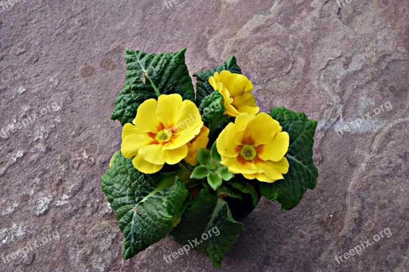 Flowers Yellow Soil Spring Petals