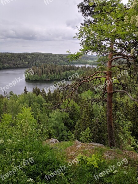 Finland Pine Tree Lake Forest Water